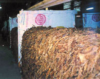 curing-tobacco-in-pilon.jpg