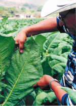 man-picking-tobacco-leaf.jpg