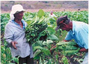 picking-tobacco-in-field2.jpg