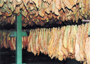 tobacco-dryinghouse1.jpg
